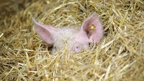 Beim Geld hört die Bio-Begeisterung auf