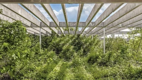 Wildwuchs im Beton-Dschungel