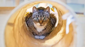 Wie findet man eine gute Tierkrankenversicherung?