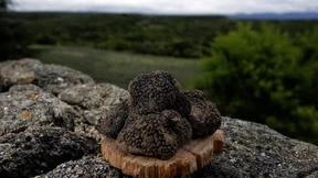 Unter Bibern und Wölfen lebt es sich gut