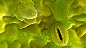 Grünes Tuning für die Photosynthese