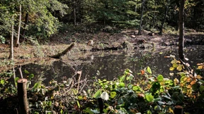 Wider die Monokultur