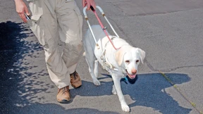 Pfotenpiloten werben für vierbeinige Helfer
