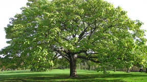 Wissenschaft als Beruf vor dem Trompetenbaum