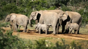 Wilderei bedroht Afrikanische Elefanten
