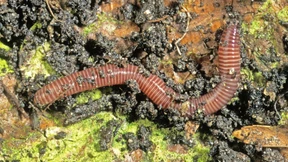 Aus Regenwurm-Kot Klimadaten ermitteln