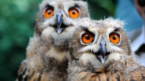 Uhu-Pärchen hat Nachwuchs