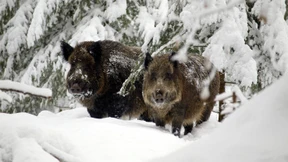 In Bayern ist die Sau los