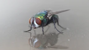 Fliege sabotiert Domino-Weltrekordversuch