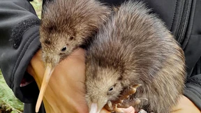 Kiwi-Küken nahe Neuseelands Hauptstadt geschlüpft