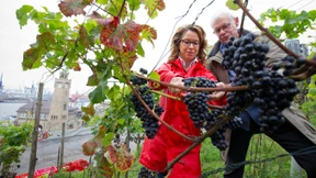 Lese für den Hafenwein