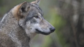 Neue Förderung für Schutz vor Wölfen