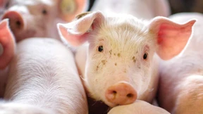 Es brodelt im deutschen Schweinestall