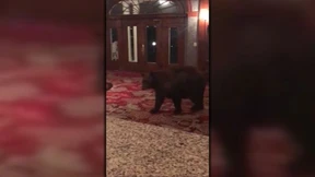 Da steht ein Bär in der Lobby