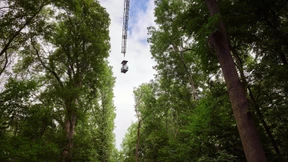 Die Auwälder sind in Gefahr