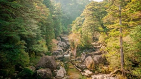 Und der Wildschweinkopf schmort im Backofen