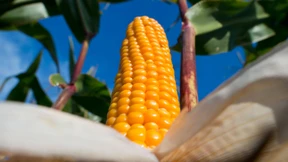 Deutschland will sich in Genmais-Abstimmung enthalten