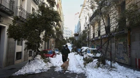 Madrid will 80.000 Bäume fällen