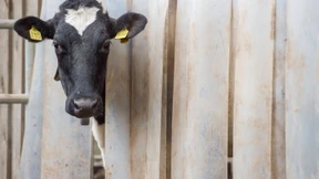 Milchsteuer? Nein, danke!