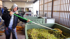 Rheingauer Winzer drücken aufs Tempo