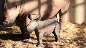 Nashörnchen geboren
