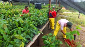 Ritter Sport will seinen eigenen Kakao 
