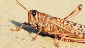 Frischzellenkur auf Zeit: Wenn der Finanzinvestor einsteigt