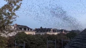 Tausende Vögel in Wiesbaden