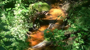 Fast wie im Märchen