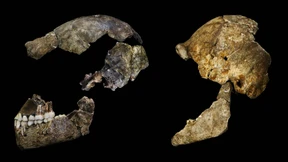 Neue mit dem Menschen verwandte Spezies entdeckt