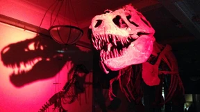 Läuft der Dino nach Mitternacht?