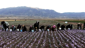 Das teuerste Gewürz der Welt