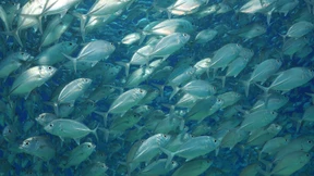 Ausschwärmen oder dableiben?