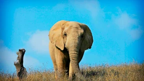 Elefanten schnurren nicht wie Kätzchen