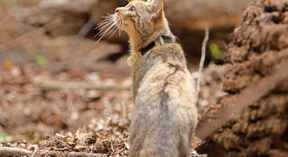 Künftig im Wald bei Weilrod