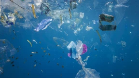 „Die Ostsee ist zur Todeszone geworden“ 