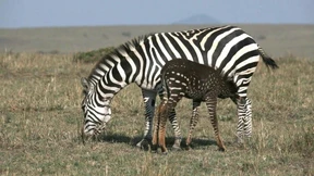 Gepunktetes Zebra lockt Touristen in Scharen