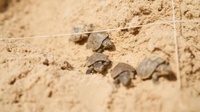 Hier tapsen Babyschildkröten zum ersten Mal ins Wasser