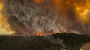 Tier-Massensterben in Australien