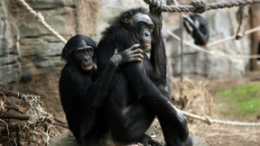 Gefahren des Zoobesuches