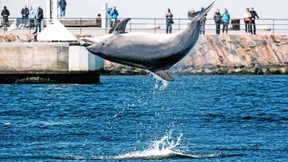 Ist der beliebte Ostsee-Delphin „Delle“ krank?