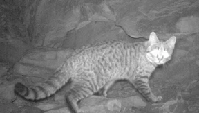 Australien will zwei Millionen wilde Katzen töten