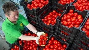 Die Liebesäpfel sollen härter werden