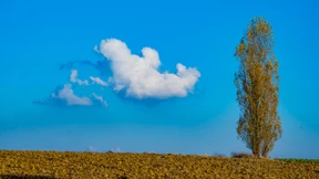 Warum das Laub in diesem Jahr so früh fällt