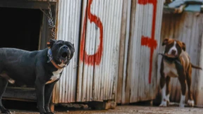 Tierschützer warnen vor neuer Kampfhunde-Regelung
