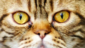 Kann man sich als Katze fühlen?