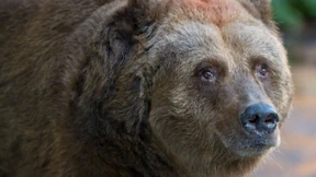 Stadtbärin Schnute ist tot