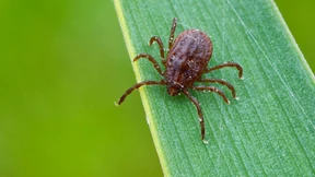 Zahl der Hirnhautentzündungen durch Zecken halbiert