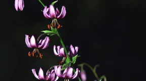 Die Natur baut die schönsten Türme