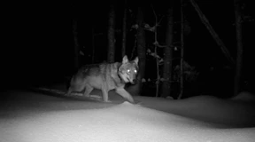 Durch Wolfsnächte ins Mondlicht